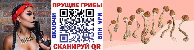 Псилоцибиновые грибы мицелий Звенигово